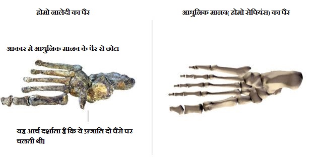 नालेदी मानव और आधुनिक मानव पैर