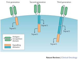 सीएआर-टी कोशिका चिकित्सा(CAR-T cell therapy)