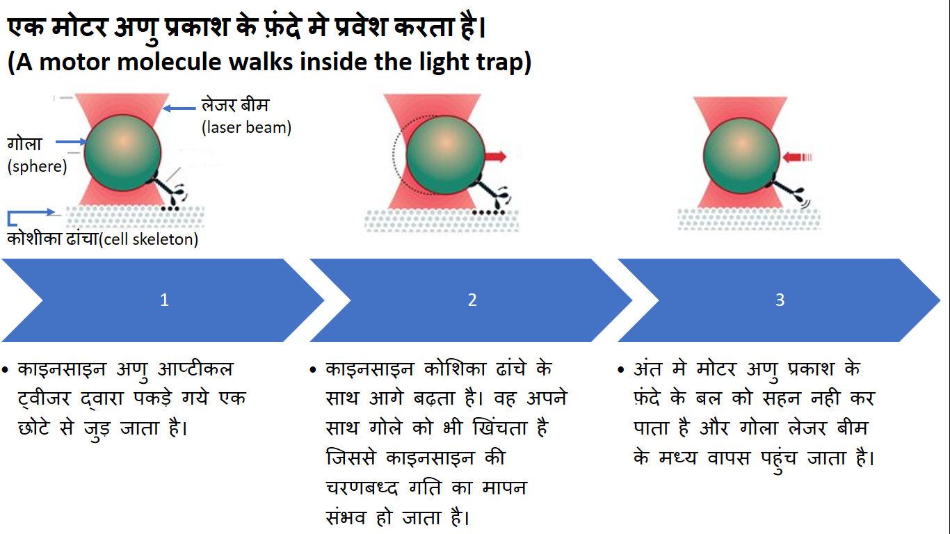 एश्किन के आप्टीकल ट्वीजर कणो, परमाणुओ अणुओं को लेजर बीम के द्वारा पकड़ते है। वे वायरस , बैक्टेरीया और अन्य जीवित कोशीकाओं का अध्ययन और उनमे परिवर्तन करते है, इस प्रक्रिया मे जीवित कोशीकाओं को कोई हानि नही होती है। इसके द्वारा जैविक मशीन के निरिक्षण और नियंत्रण के नये अवसर उत्पन्न हुये है। एक मोटर अणु प्रकाश के फ़ंदे मे प्रवेश करता है।(A motor molecule walks inside the light trap) 1. काइनसाइन अणु आप्टीकल ट्वीजर द्वारा पकड़े गये एक छोटे से जुड़ जाता है। 2.काइनसाइन कोशिका ढांचे के साथ आगे बढ़ता है। वह अपने साथ गोले को भी खिंचता है जिससे काइनसाइन की चरणबध्द गति का मापन संभव हो जाता है। 3.अंत मे मोटर अणु प्रकाश के फ़ंदे के बल को सहन नही कर पाता है और गोला लेजर बीम के मध्य वापस पहुंच जाता है।