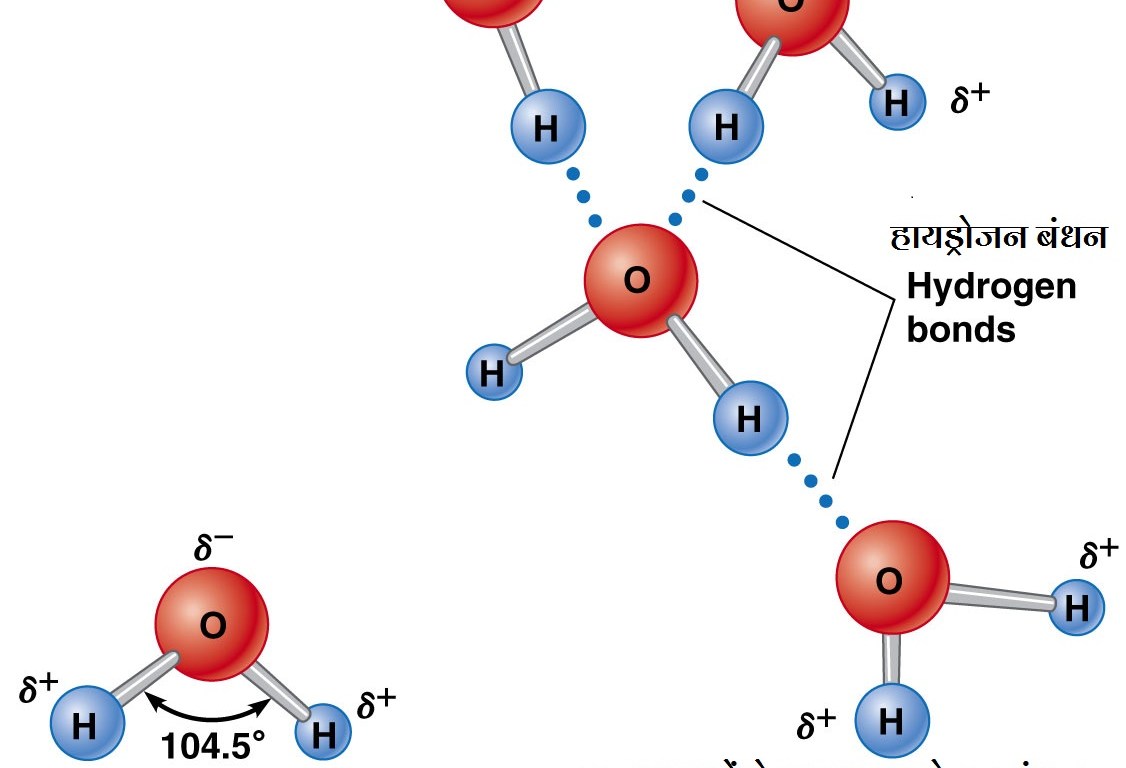 जल एक सार्वत्रिक विलायक